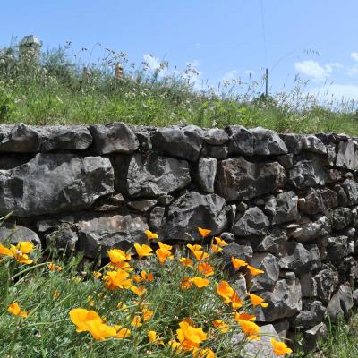 Muretto carsico a secco | Slivia | Sistiana