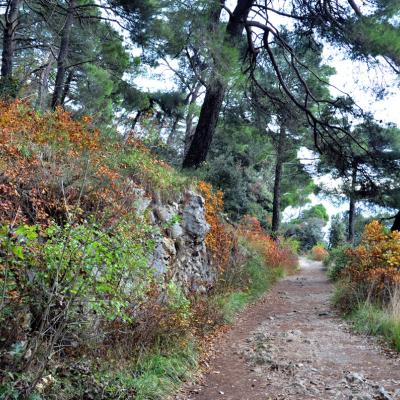 sentiero della salvia sentiero della salvia