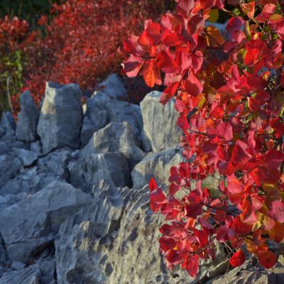 colori autunnali in carso colori autunnali in carso